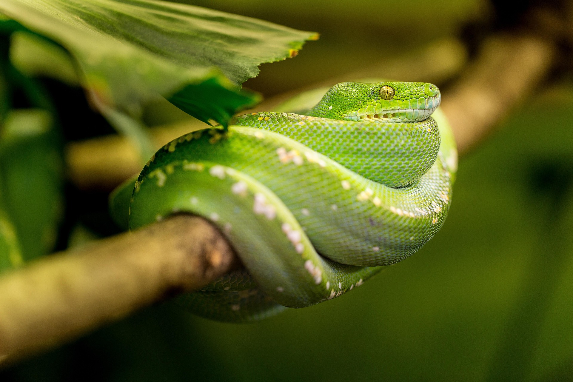 Snake Bio SnakePedia | Manan Pahuja